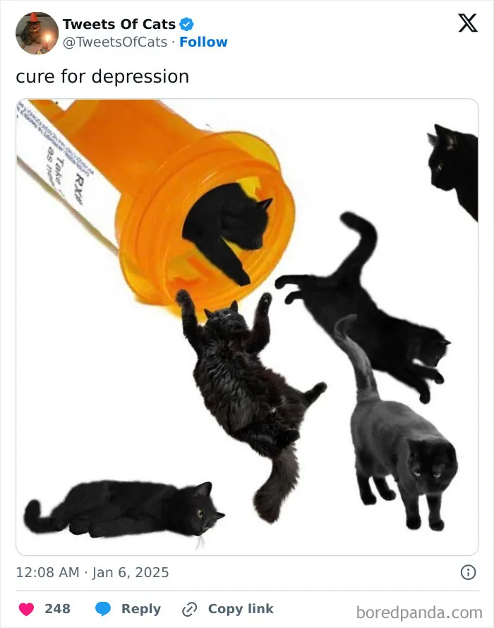 50 Hilarious Cat Memes And Pics That Prove They’re The Best Antidote To Stress