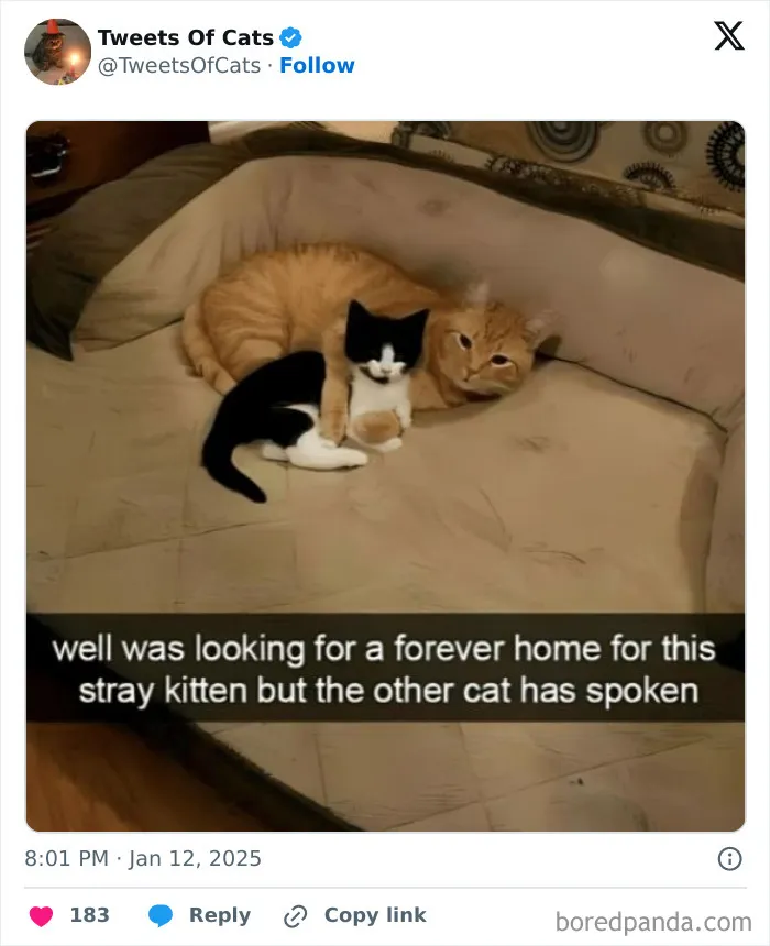 50 Hilarious Cat Memes And Pics That Prove They’re The Best Antidote To Stress