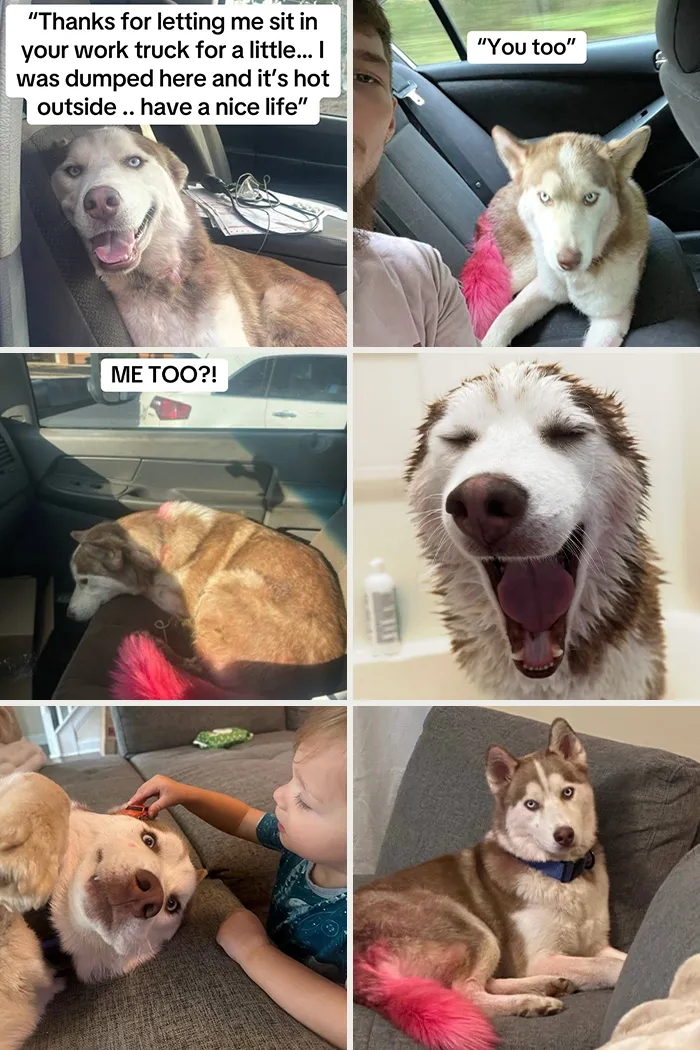 Collage of heartwarming adoption pics featuring a happy husky dog bonding with family and enjoying new life moments.