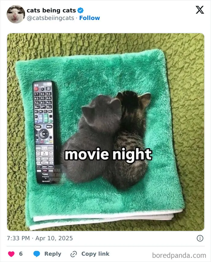 50 Humorous Posts That Prove Cats Just Need To Be Themselves In Order To Be Funny