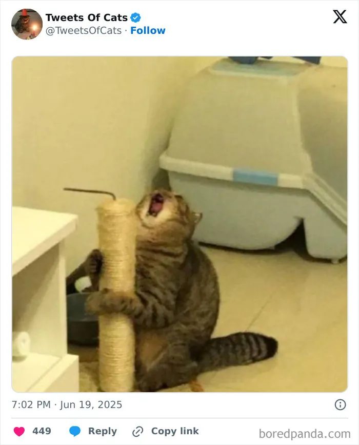50 Hilarious Cat Memes And Pics That Prove They’re The Best Antidote To Stress