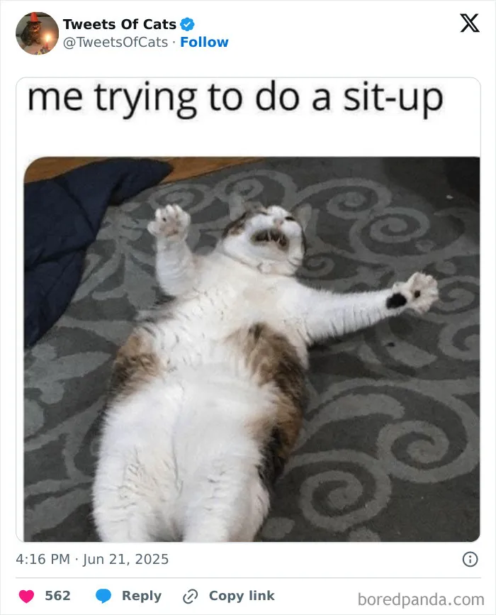 50 Hilarious Cat Memes And Pics That Prove They’re The Best Antidote To Stress