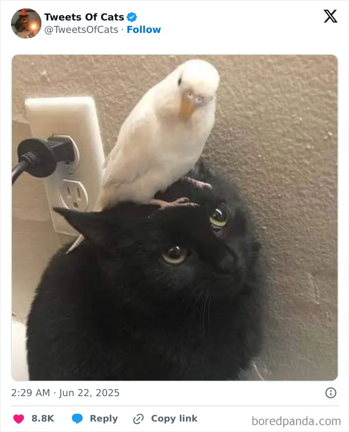 50 Hilarious Cat Memes And Pics That Prove They’re The Best Antidote To Stress