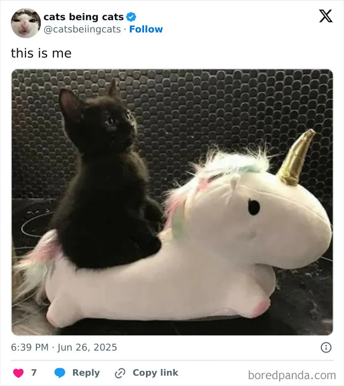 50 Humorous Posts That Prove Cats Just Need To Be Themselves In Order To Be Funny
