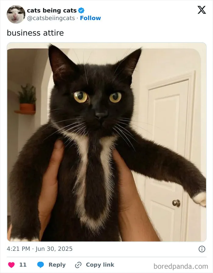 50 Humorous Posts That Prove Cats Just Need To Be Themselves In Order To Be Funny