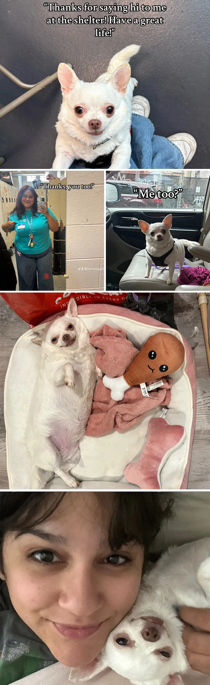 Small white dog in adoption pics showing shelter life to happy home moments with loving owner and toys.