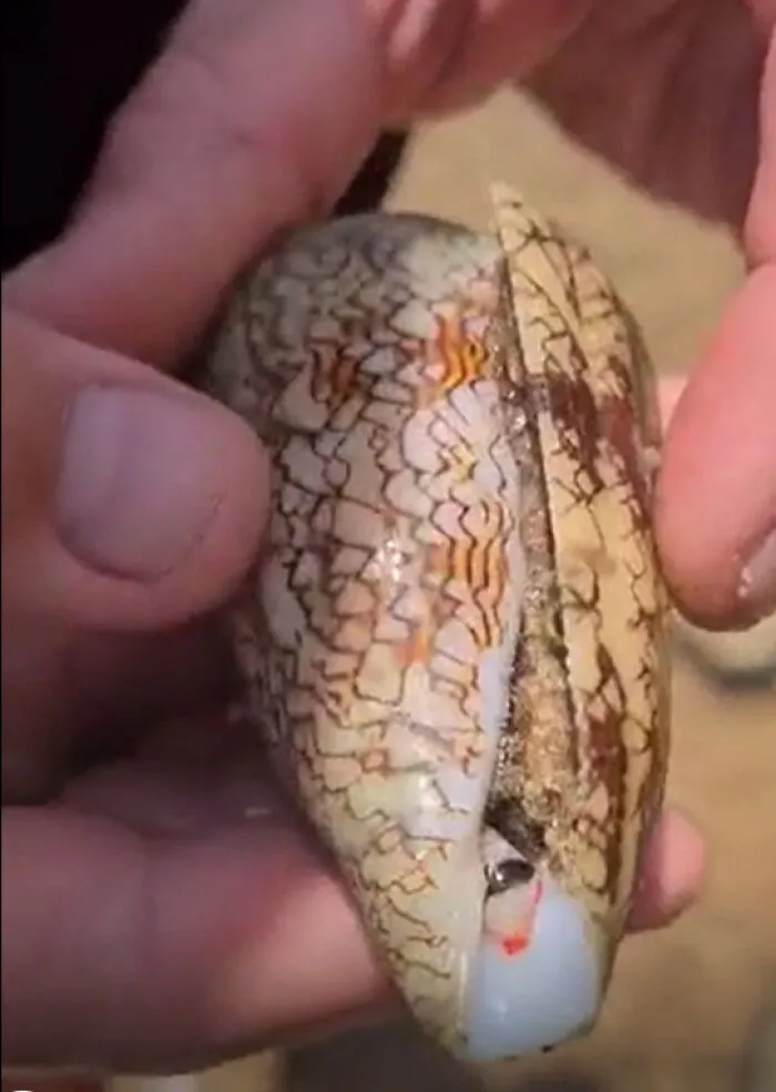 Unos padres querían mostrar el caracol que encontraron durante unas vacaciones en Egipto.