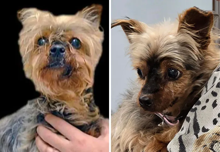 Before and after adoption photos of a small rescue dog showing its healing transformation and new life.