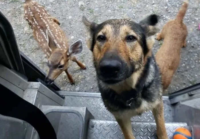 50 Of The Cutest Dogs And Other Pets UPS Drivers Met While On The Job (New Pics)