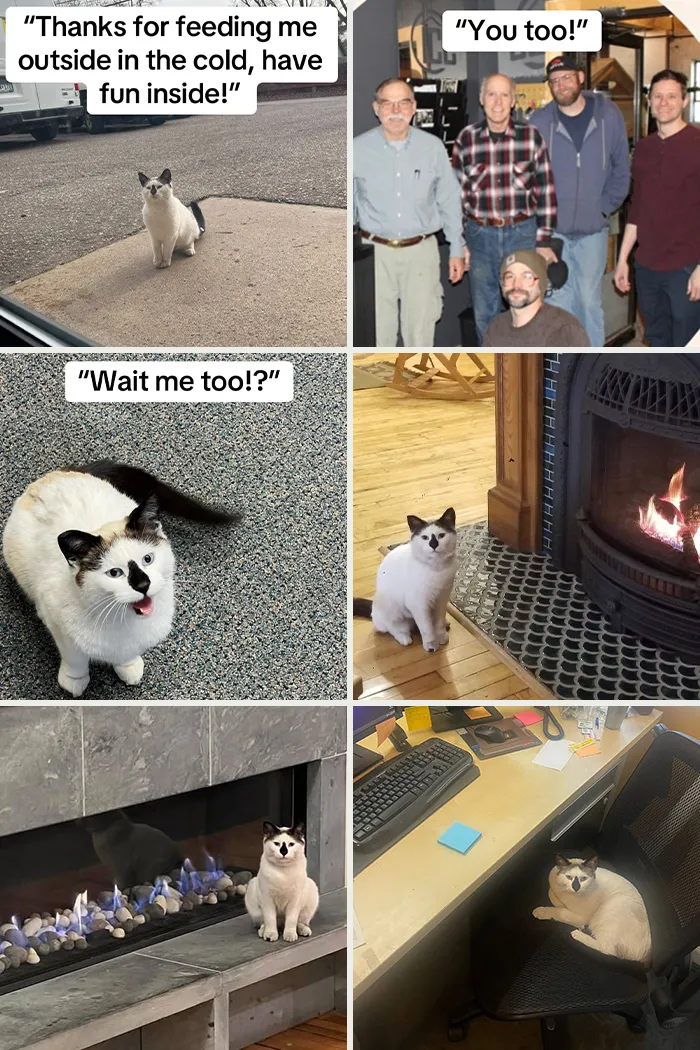 Collage of adoption pics featuring cats indoors and outdoors, emphasizing warmth, companionship, and joyful moments.