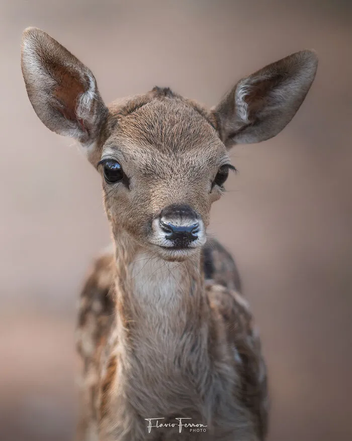 This Photographer Captured 40 Breathtaking Shots Of Wildlife