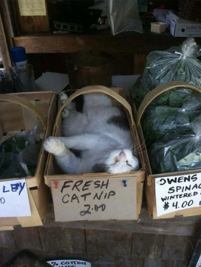 50 Pics Of ‘Cats With Jobs’ That Prove There Isn’t Anything Felines Can’t Do (New Pics)