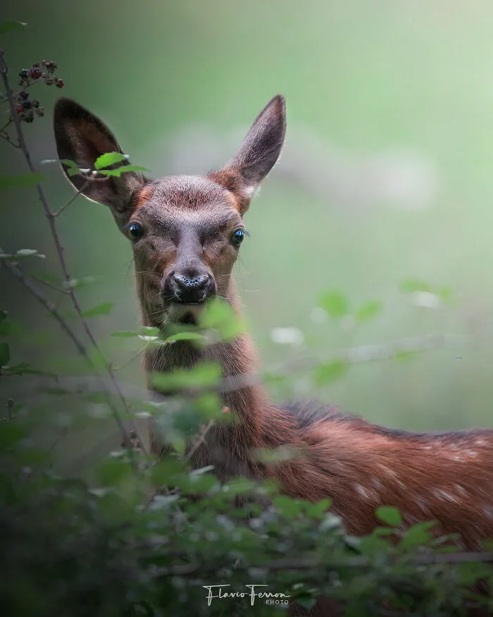 Deer peeking through foliage in a natural setting, showcasing stunning photos created by respecting nature.