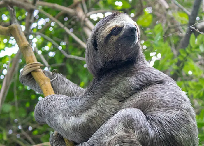 22 Verdades inquietantes sobre los animales que quizá desearías no saber