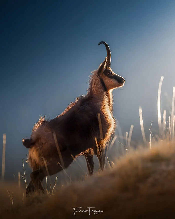 This Photographer Captured 40 Breathtaking Shots Of Wildlife