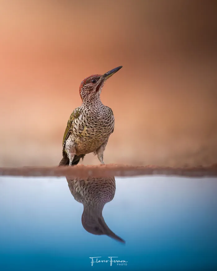 This Photographer Captured 40 Breathtaking Shots Of Wildlife