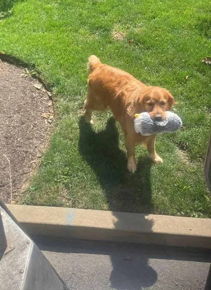 50 Of The Cutest Dogs And Other Pets UPS Drivers Met While On The Job (New Pics)