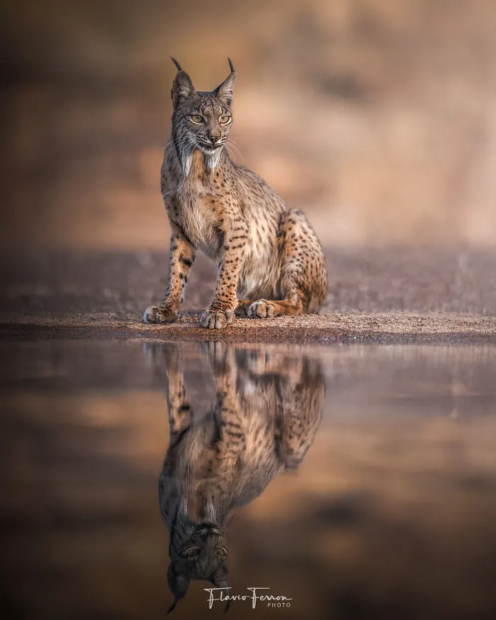 This Photographer Captured 40 Breathtaking Shots Of Wildlife