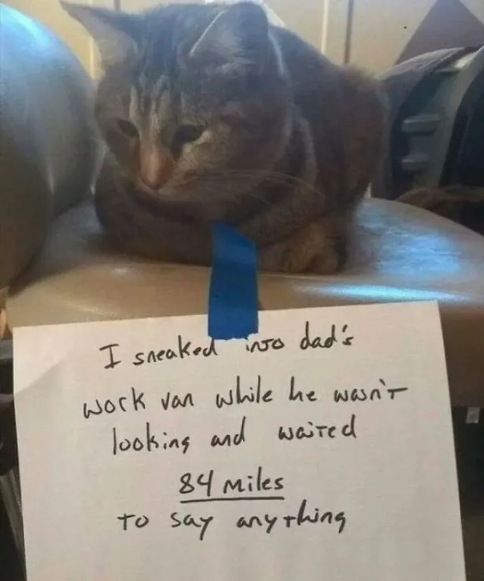 50 Pics Of ‘Cats With Jobs’ That Prove There Isn’t Anything Felines Can’t Do (New Pics)