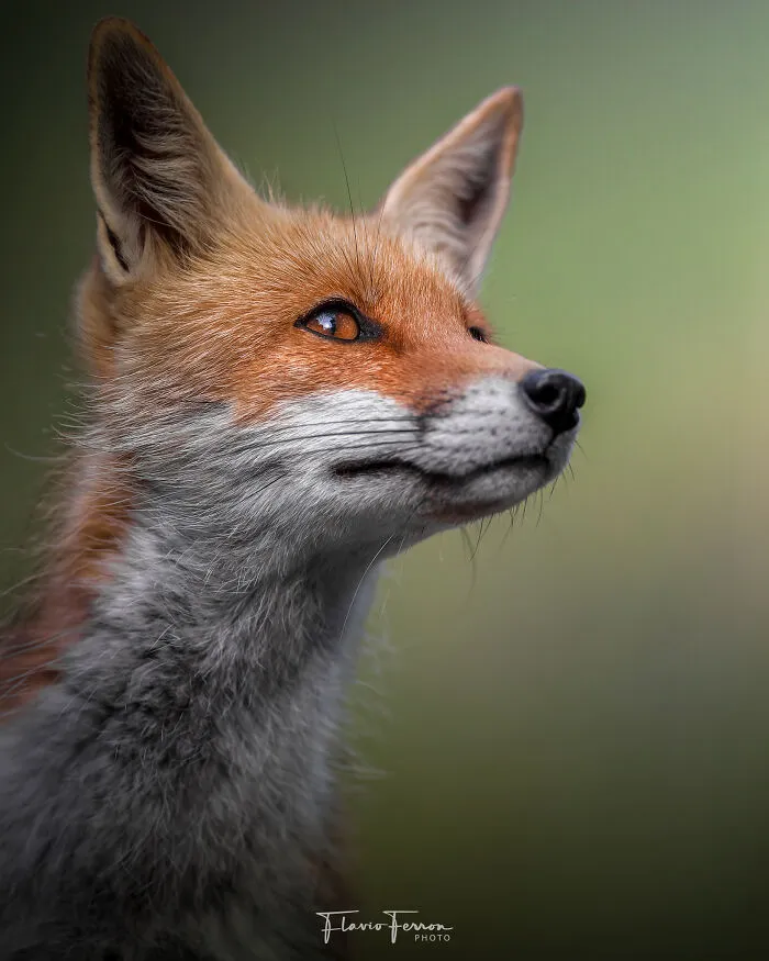 Close-up of a red fox in natural light, showcasing stunning wildlife photography that respects and captures nature’s beauty.