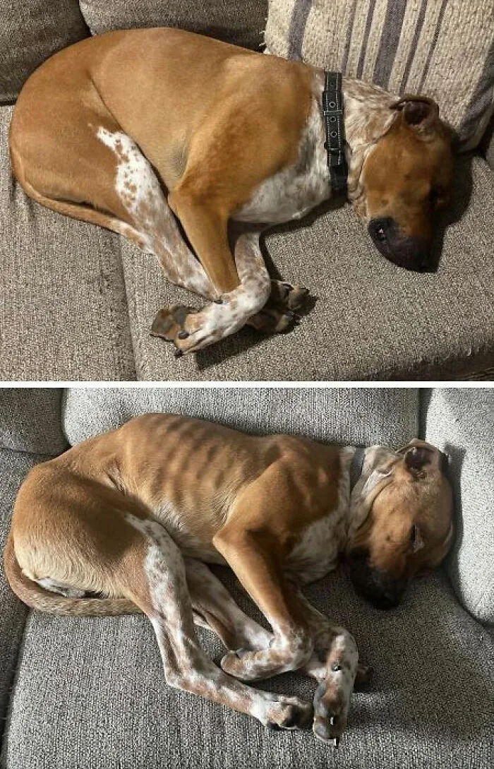 Before and after adoption photos showing a rescue dog sleeping on a couch, highlighting healing through care.
