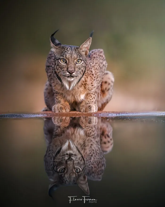 Lynx crouching by water with clear reflection, showcasing stunning nature photography that respects wildlife in its habitat.