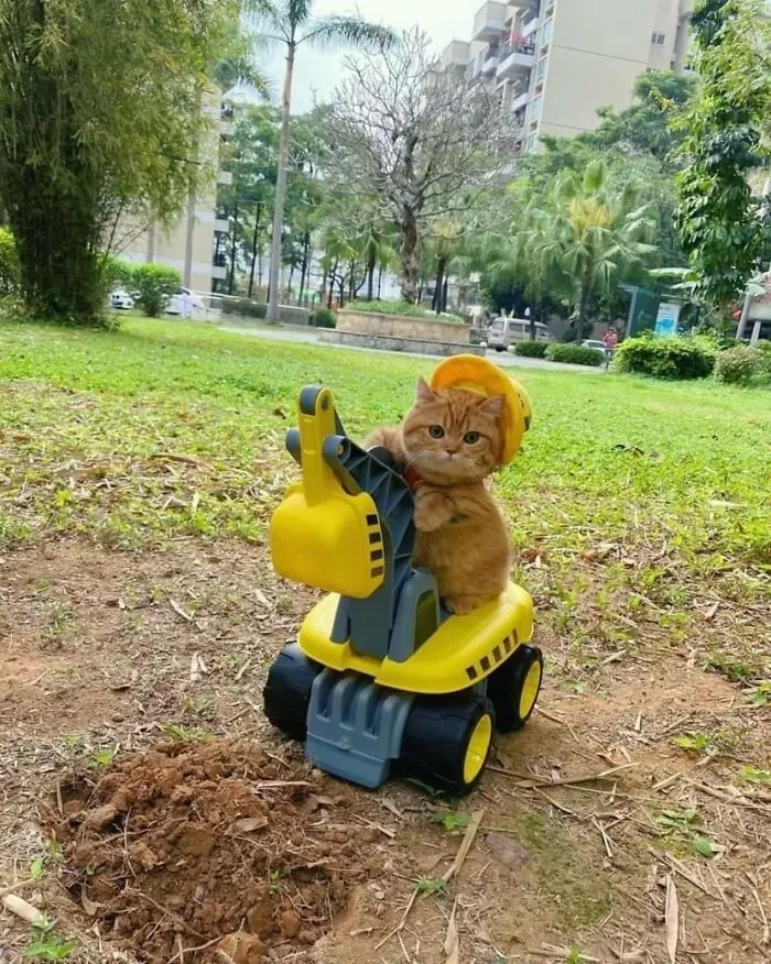 50 Pics Of ‘Cats With Jobs’ That Prove There Isn’t Anything Felines Can’t Do (New Pics)