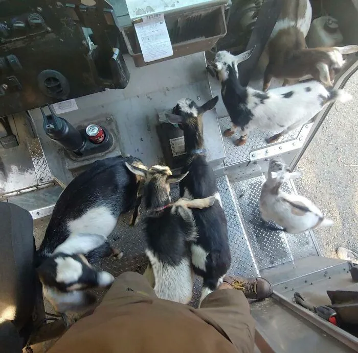 50 Of The Cutest Dogs And Other Pets UPS Drivers Met While On The Job (New Pics)