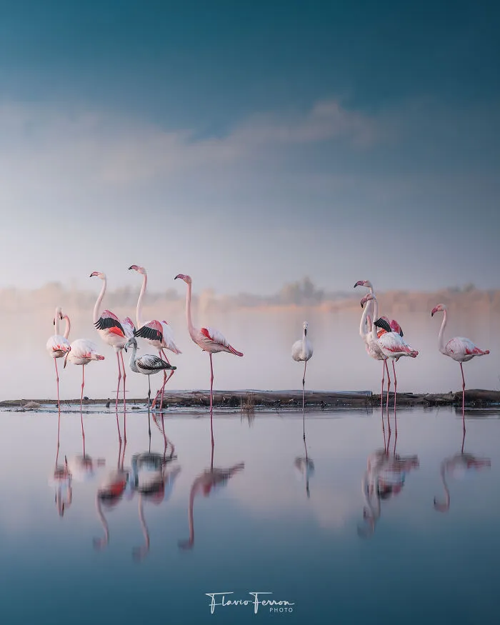 This Photographer Captured 40 Breathtaking Shots Of Wildlife