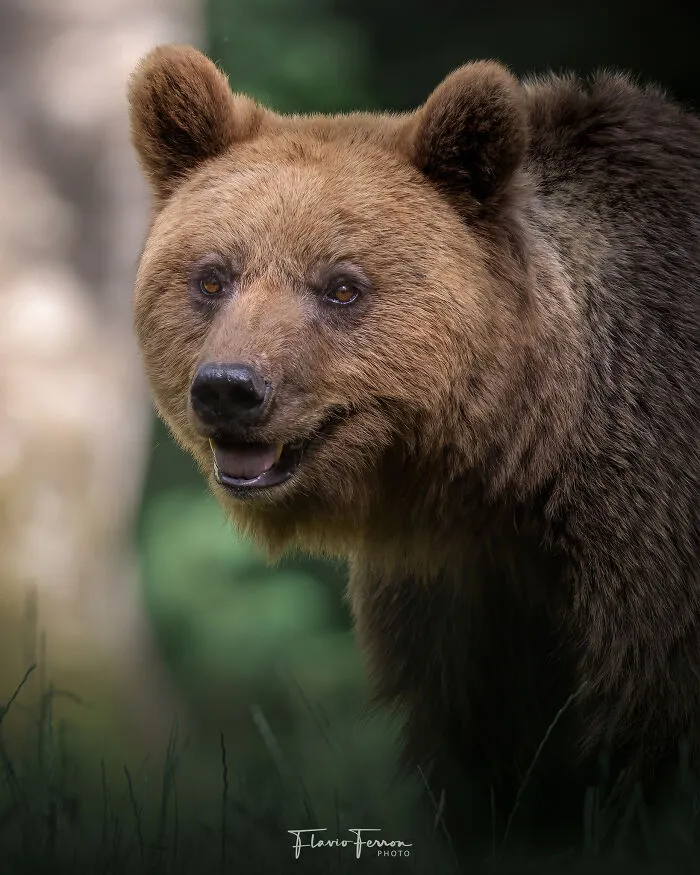Close-up of a brown bear in its natural habitat, showcasing stunning photos of wildlife while respecting nature.