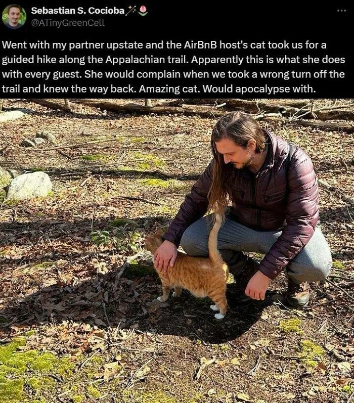 50 Pics Of ‘Cats With Jobs’ That Prove There Isn’t Anything Felines Can’t Do (New Pics)