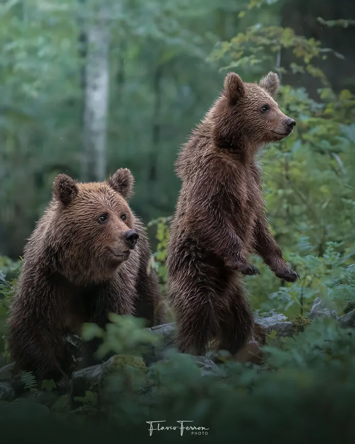 Two brown bears in a lush forest, captured in stunning photos showing how respecting nature enhances wildlife photography.