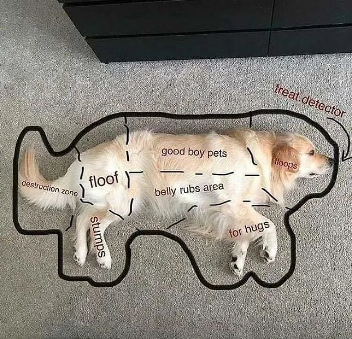 A Very Serious Dog Map