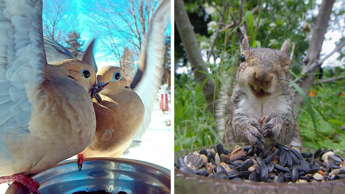 Woman Puts Camera On Bird Feeder In Her Yard To See Who Comes To Visit (50 Best Pics)