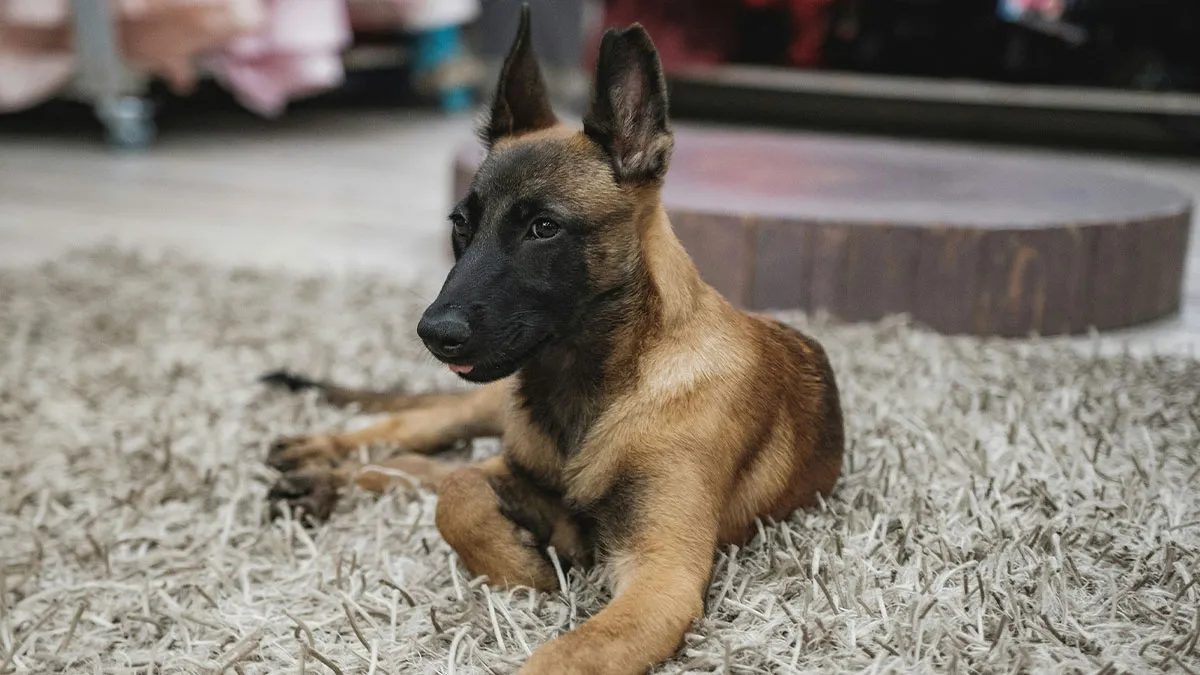 "What Would You Warn Someone Before They Got Your Type Of Pet?": 46 Honest Tips From Our Community