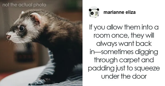 "What Would You Warn Someone Before They Got Your Type Of Pet?": 46 Honest Tips From Our Community