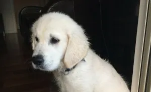 Here Are 20 Of My Dog Pics