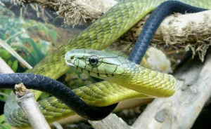 Paramedics Face Disciplinary Action For Giving Life-Saving Antivenom To Snakebite Victim