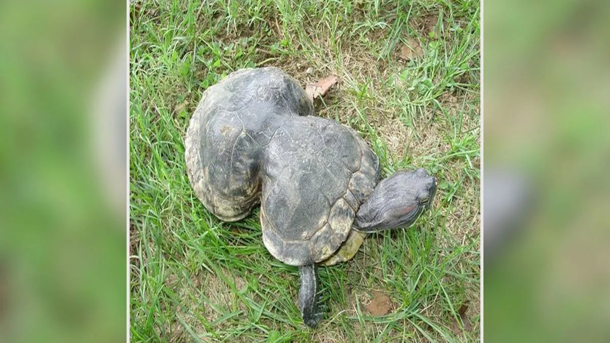 Litter-Fighting Superhero, Peanut The Turtle, Turns 41, Gets Her Own Birthday Party