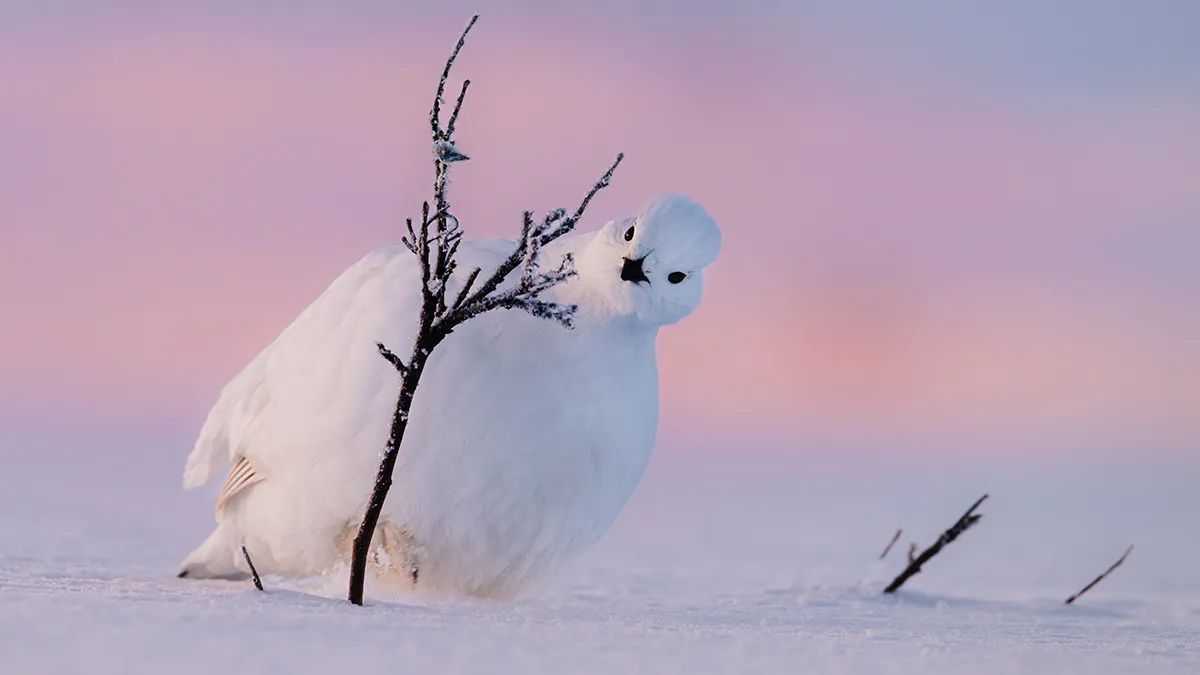 The 15 Most Heart-Melting Wildlife Moments I Was Lucky Enough To Capture