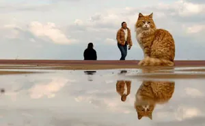 This Photographer Captures Candid Moments Where Timing Is Everything, And Here's The Result (45 Pics)