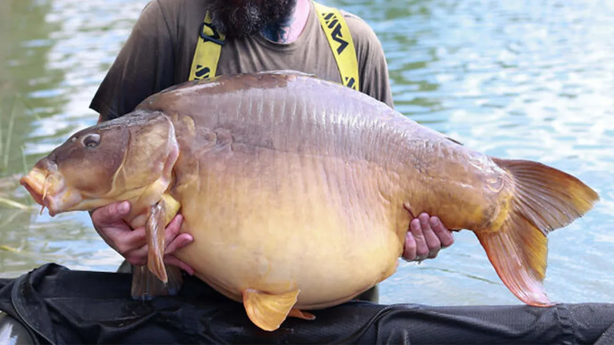 “What Did They Feed This Guinea Pig?”: 50 Oversized Animals That Have No Business Being This Big (New Pics)