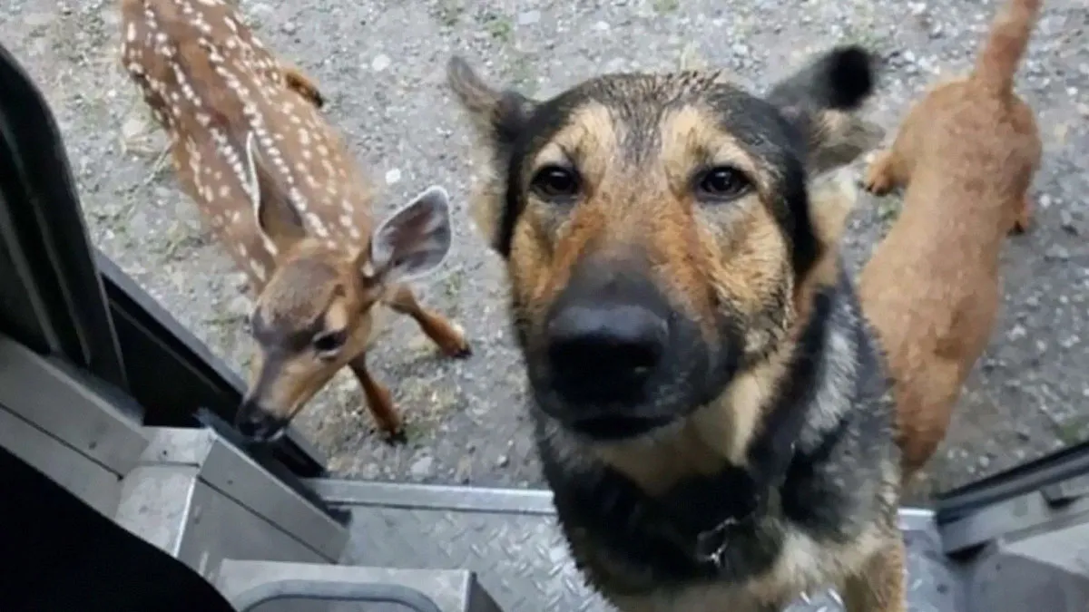 50 Of The Cutest Dogs And Other Pets UPS Drivers Met While On The Job (New Pics)