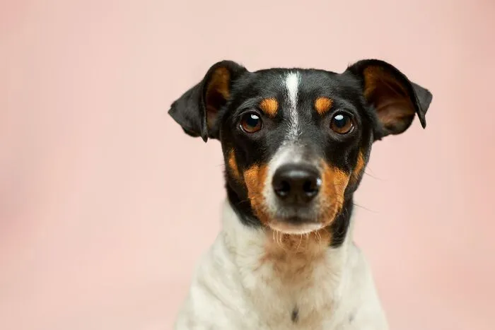 "What Would You Warn Someone Before They Got Your Type Of Pet?": 46 Honest Tips From Our Community