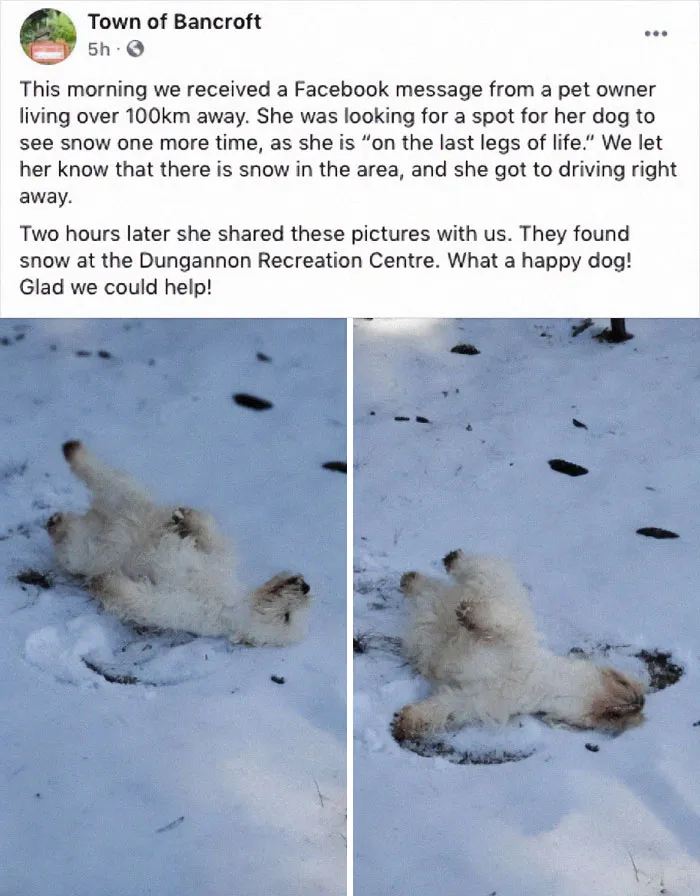 Honouring An Old Dog's Last Wish