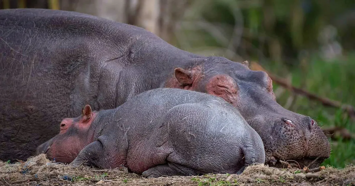 31 Adorables fotos de fauna que celebran a las madres y sus crías