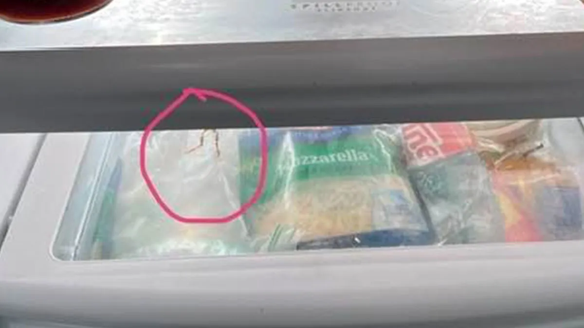 Woman Rehydrates Frog That Somehow Wound Up In Her Fridge, Shares How He Got A New Lease On Life