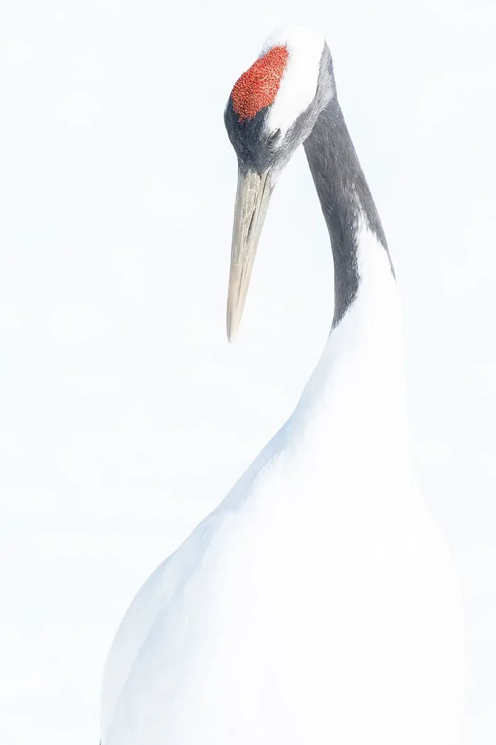 Japanese Crane From The Series 'Pure White Crane' © Hiroto Fukuda