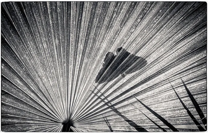 Butterfly Shadow From The Series 'Light, Shadow, Shape & Texture' © Jeff Schewe