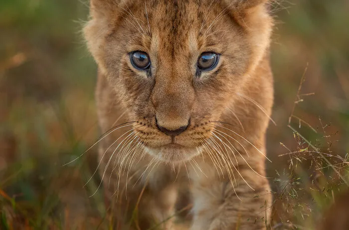 African Lion Cub